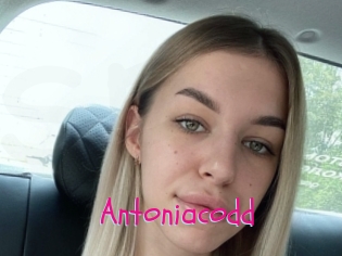 Antoniacodd