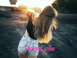 DaisyColle