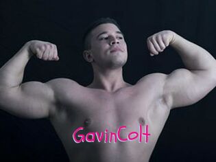 GavinColt